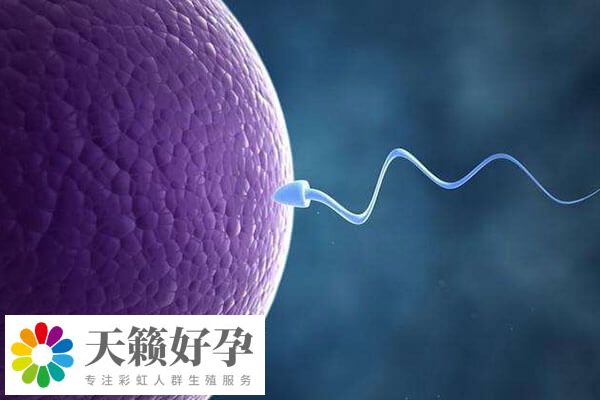 鮮胚胎移植妊娠率達55%