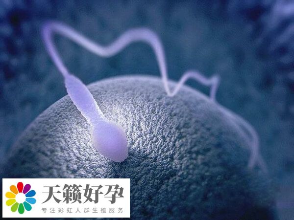 醫(yī)院試管嬰兒成功率