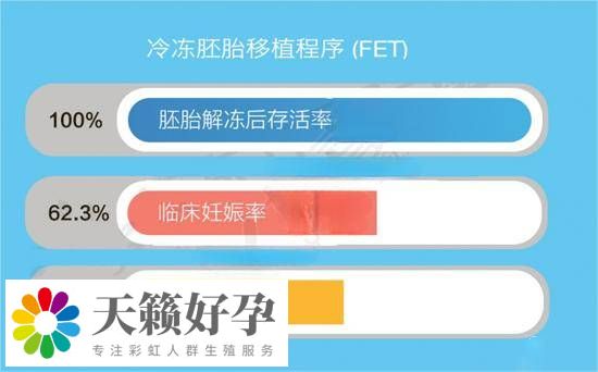 胚胎解凍周期及著床率