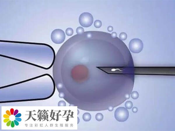 不好的胚胎為什么要養囊