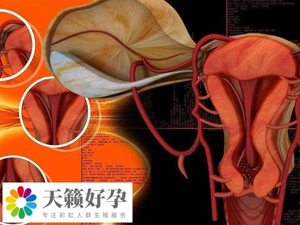 取卵一般要進行卵巢穿刺