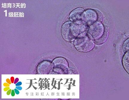 如何提高三天鮮胚著床成功率