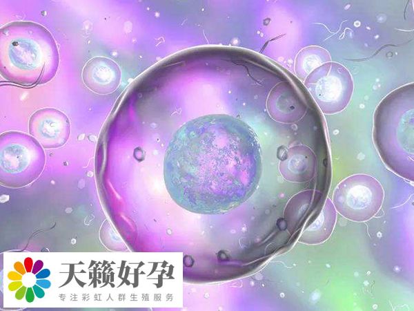 國外試管著床成功率是多少