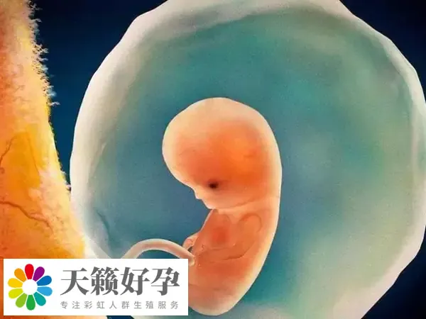 試管嬰兒解凍移植要多少錢一次