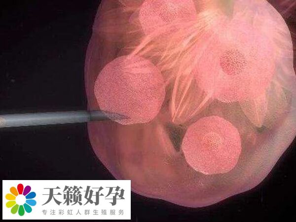 胚胎8細(xì)胞是正常的細(xì)胞數(shù)量