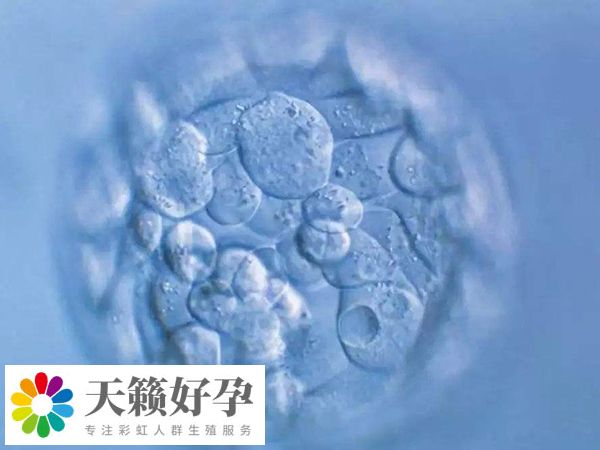 四細胞三級鮮胚為什么也能移植