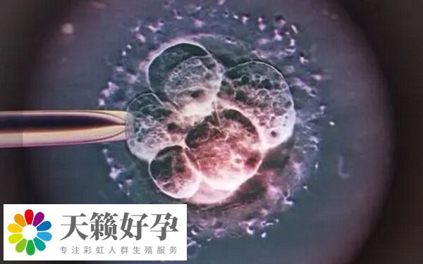 試管周期有剩余胚胎的患者可進(jìn)行冷凍胚胎