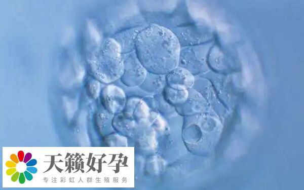 移植多個胚胎的成功率高