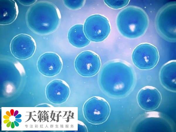 凍卵技術并非適合所有人群