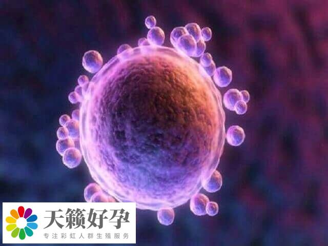 試管移植前的囊胚4bb有一個減號代表什么意思？