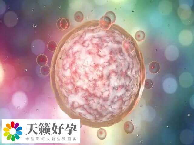 囊胚評級中的4BB帶一個減號屬于中等質量囊胚