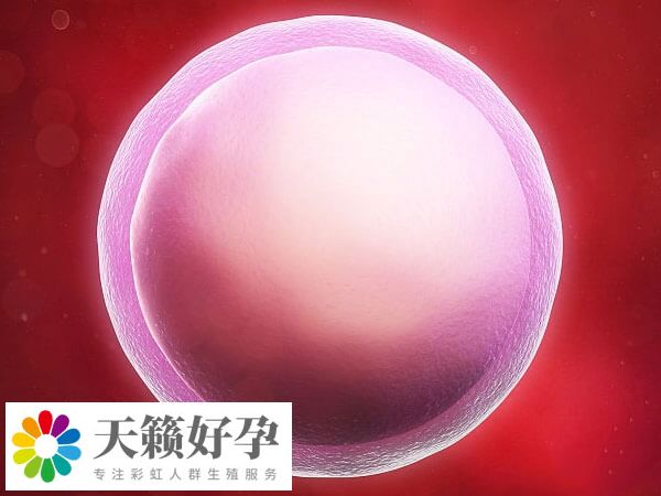 優質的卵泡呈圓形或橢圓形