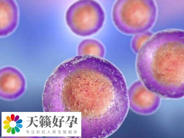 促排多個卵泡會不會同時排卵