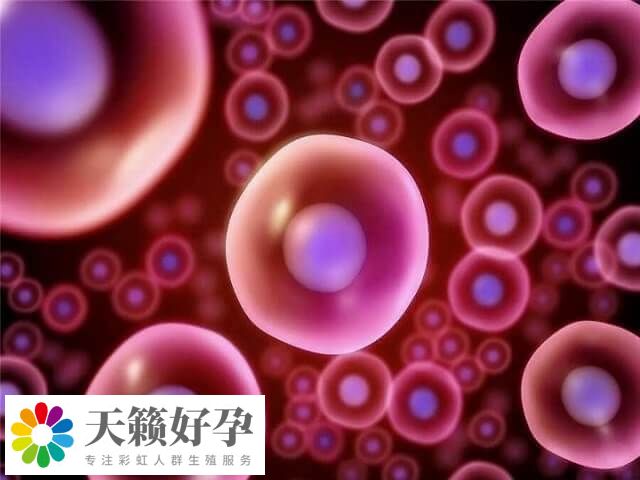 拉拉之間用卵子和卵子可以做三代試管嬰兒懷孩子嗎？