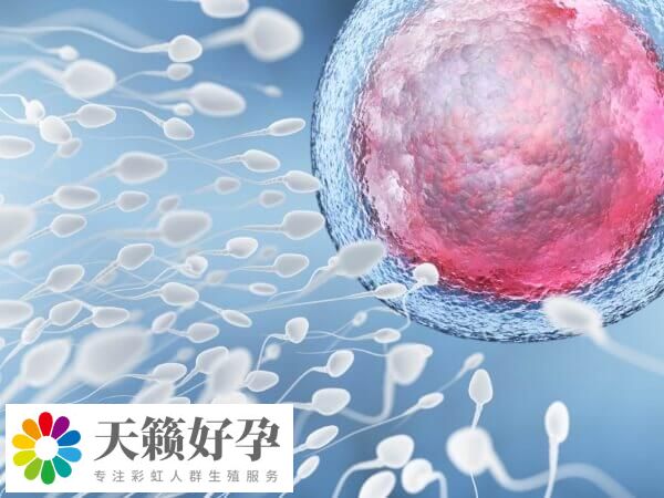 卵子和卵子之間是不能懷孕的