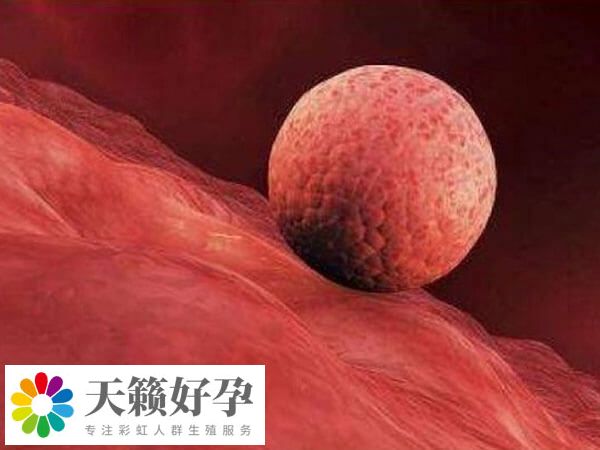 融合胚胎是幾級