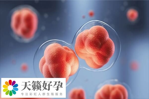 三級胚胎種植率達20%左右