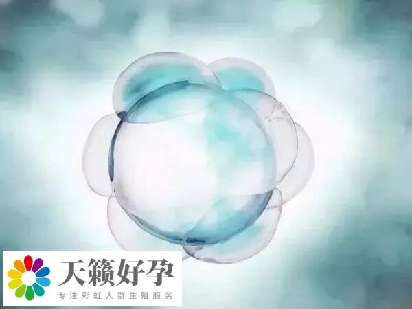 一卵多精的胚胎通常存在發(fā)育潛能低